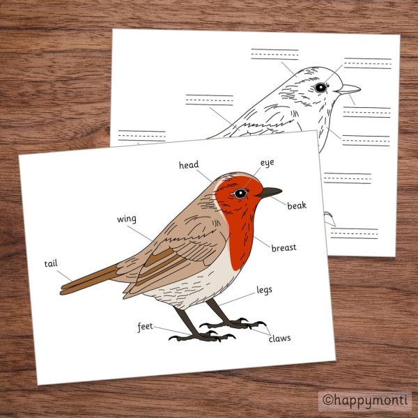 Montessori bird anatomy learning pages featuring a labeled diagram of a bird's body parts (head, beak, breast, wing, etc.) and a blank outline for students to label. Ideal for zoology education and hands-on learning activities for kids.