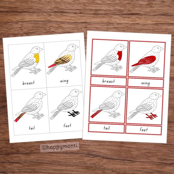 Montessori bird anatomy 3-part cards for preschool and kindergarten learning. Features labeled illustrations of bird parts (breast, wing, tail, feet) for science and nature studies. Perfect for Montessori classrooms and homeschooling activities.