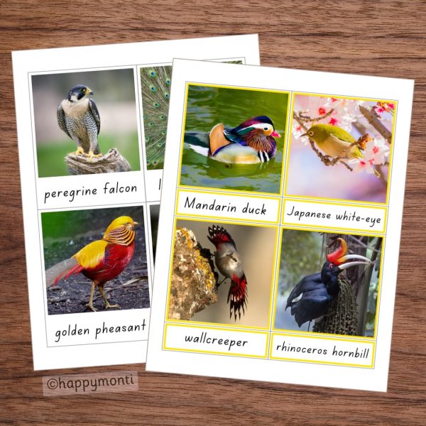 Montessori Birds of Asia three-part cards featuring peregrine falcon, golden pheasant, Mandarin duck, Japanese white-eye, wallcreeper, and rhinoceros hornbill. Educational printable for bird identification and early learning.