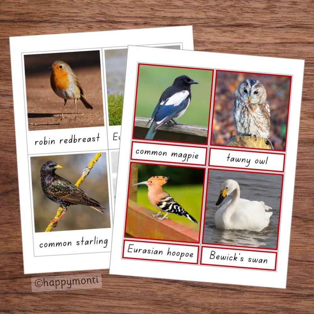 Montessori Birds of Europe three-part cards featuring robin redbreast, common starling, tawny owl, Bewick’s swan, common magpie, and Eurasian hoopoe. Educational printable for bird identification and early learning.