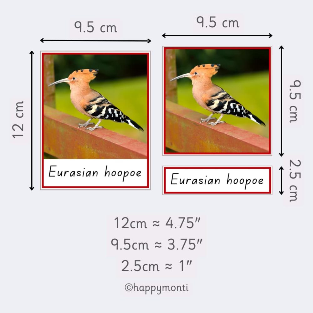 Montessori Birds of Europe three-part cards with Eurasian hoopoe. Card dimensions: 12 cm x 9.5 cm full card, 9.5 cm square image, and 2.5 cm label section. Ideal for Montessori education, bird identification, and early learning activities.