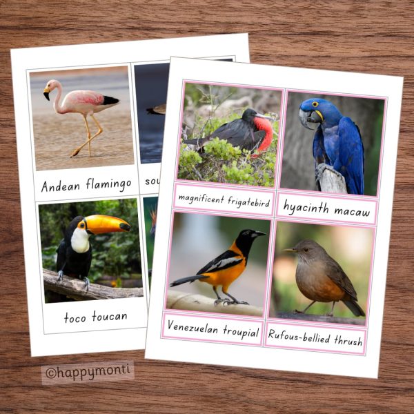 Montessori Birds of South America three-part cards featuring Andean flamingo, toco toucan, magnificent frigatebird, hyacinth macaw, Venezuelan troupial, and Rufous-bellied thrush. Educational printable for bird identification and early learning.
